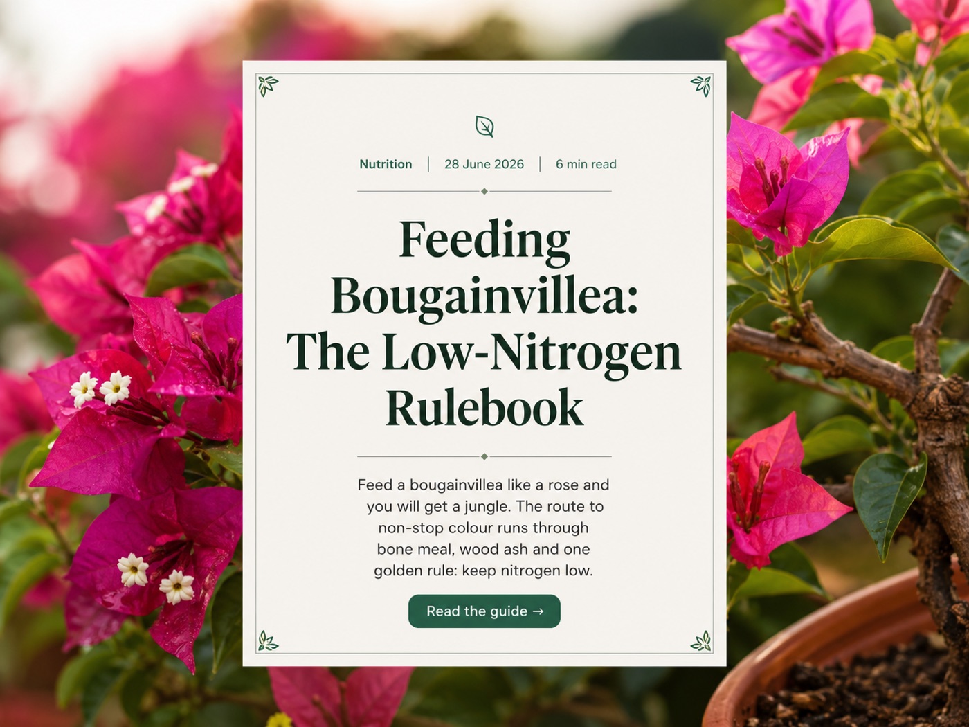 Feeding Bougainvillea: The Low-Nitrogen Rulebook