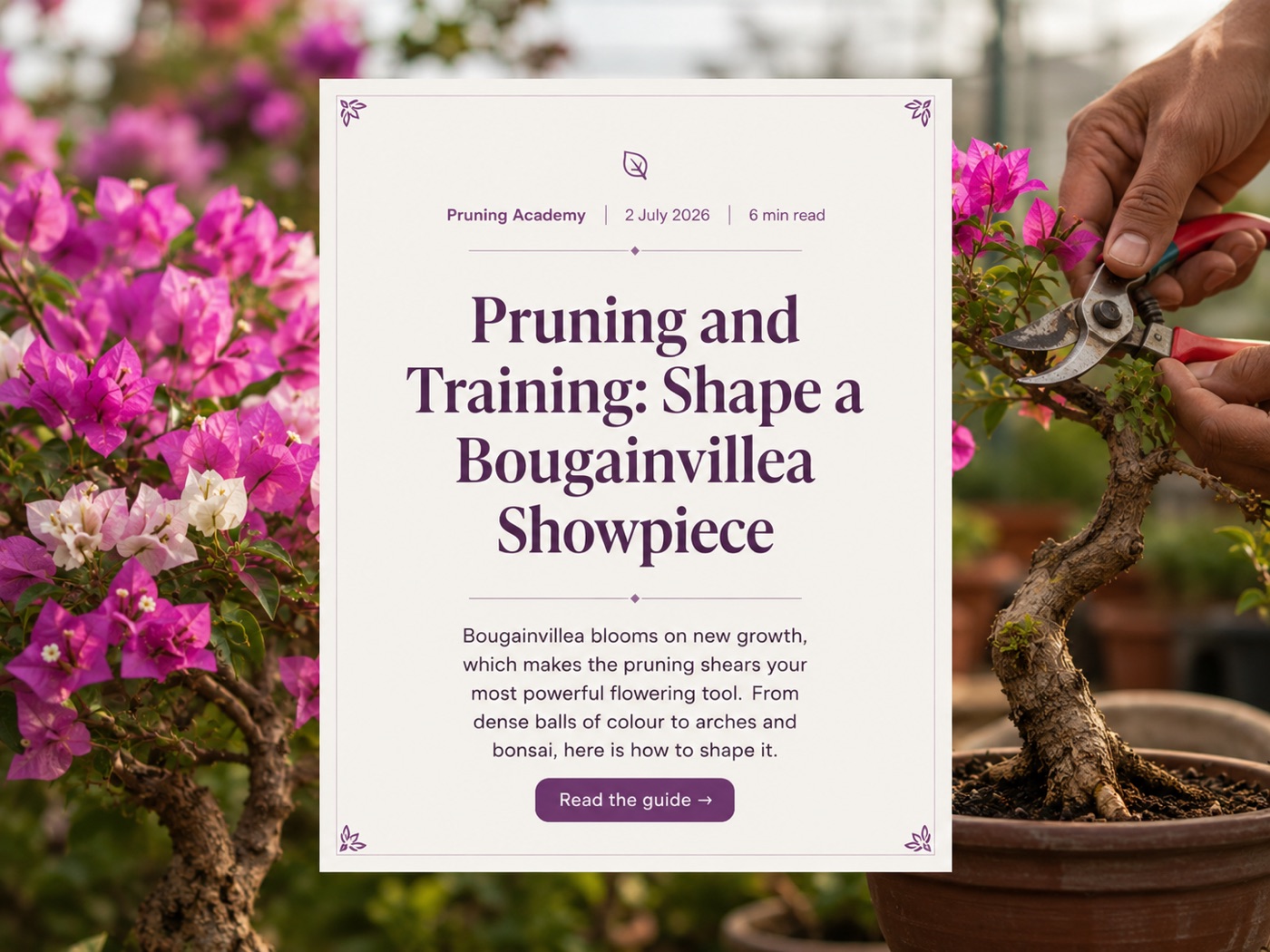 Pruning and Training: Shape a Bougainvillea Showpiece