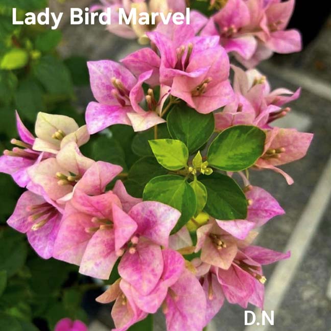 Lady Bird Marvel
