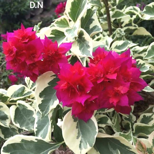 Mahara Variegated