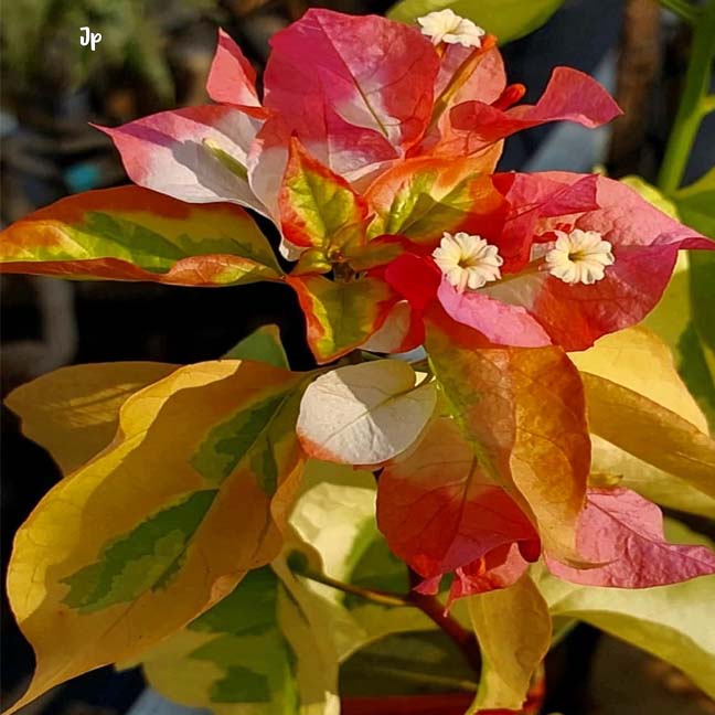 Maharani Variegated (Grafting)