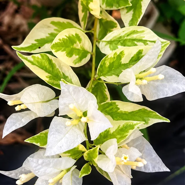 Flame White Variegated