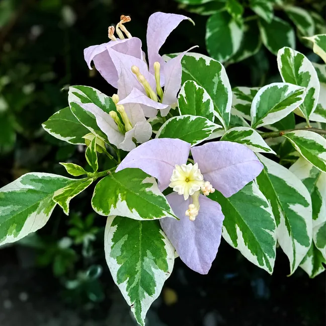 Lilac Variegated