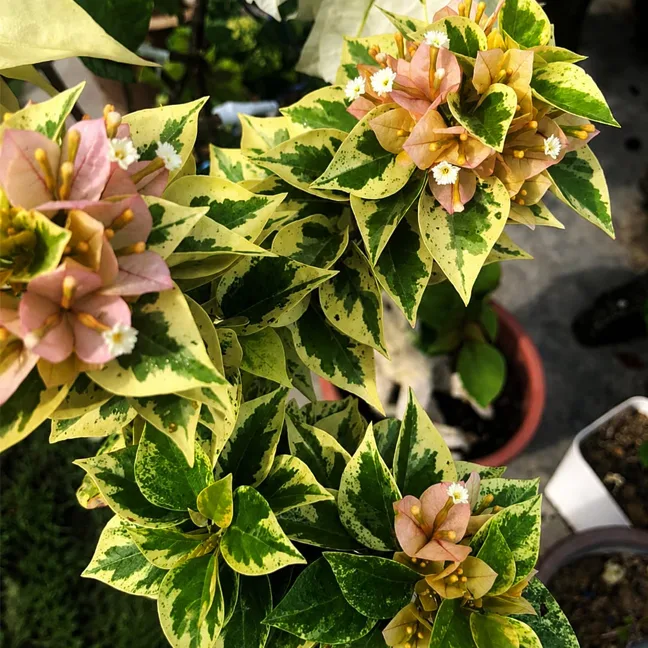 21 Jewel Yellow Variegated