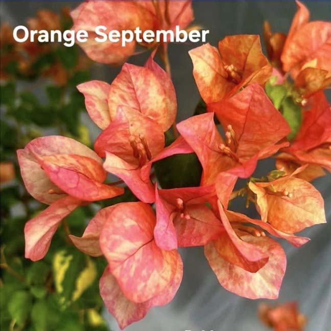 Orange September
