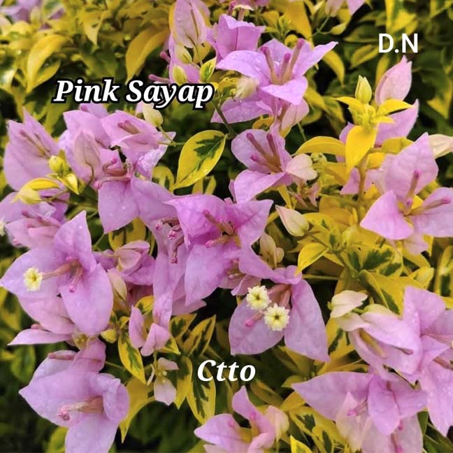 Pink Syap