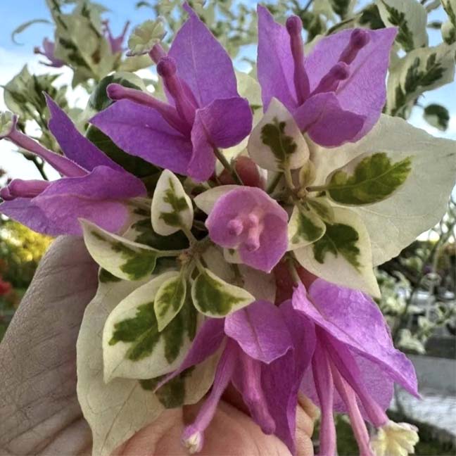 SSB Purple