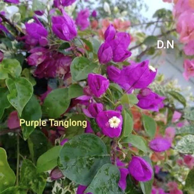 Tanglong Purple