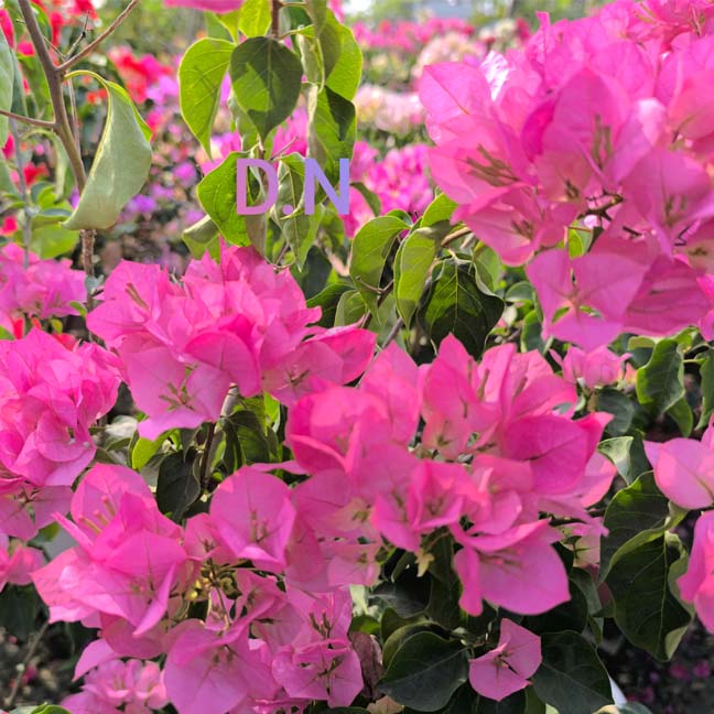 Thai Ball Pink