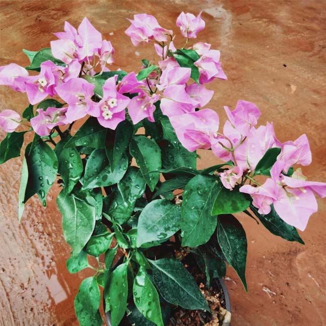 Vera Pink