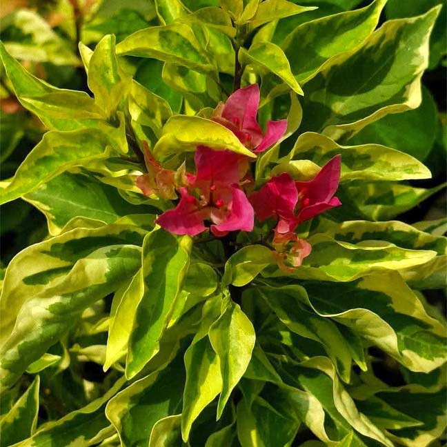 Bougainvillea grown at Diluar Nursery