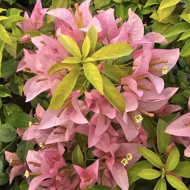 Bougainvillea grown at Diluar Nursery