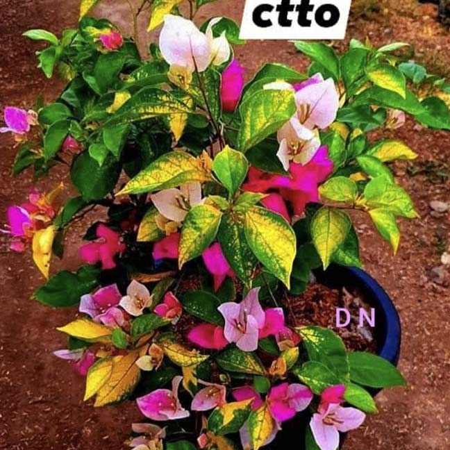 Bougainvillea grown at Diluar Nursery