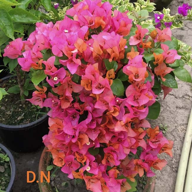 Bougainvillea grown at Diluar Nursery