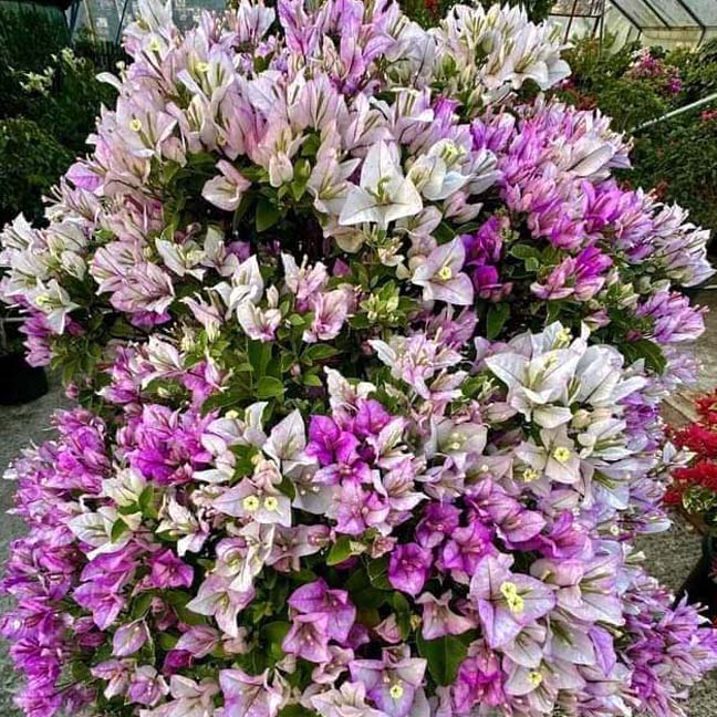 Variegated