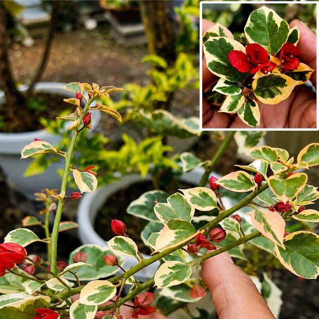 Bighani Variegated