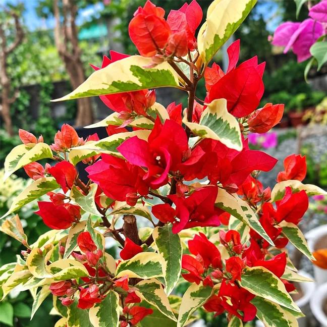 Dragon Flame Red(Grafted)