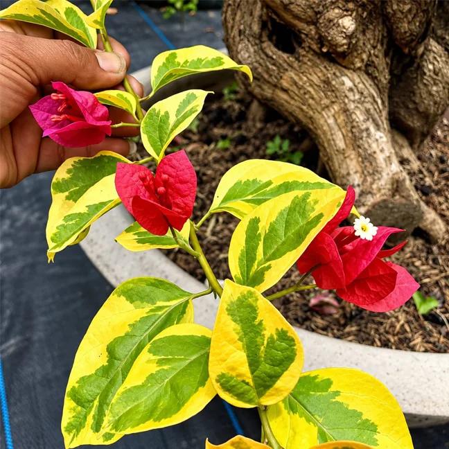 VN Rose