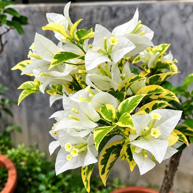 Golden Summer White