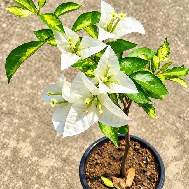 Tiger Marble White