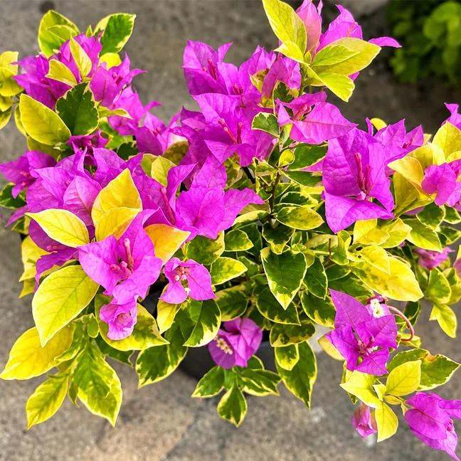 Golden Hawaiin Purple