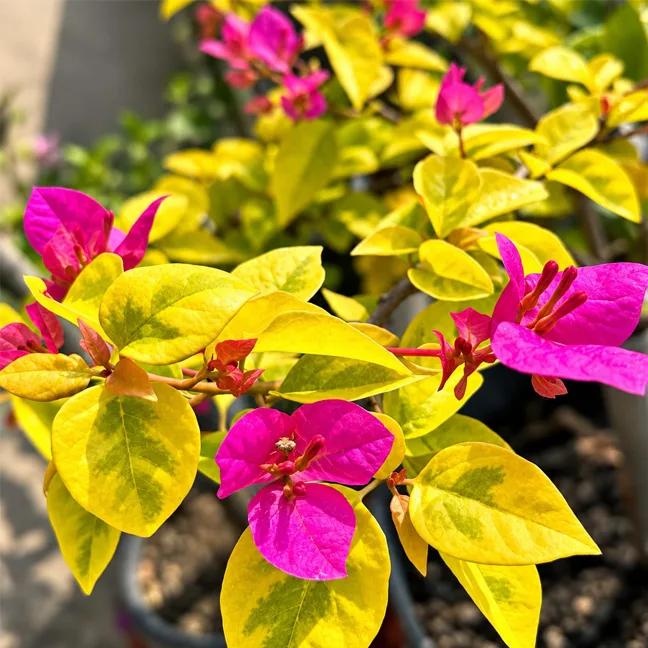Luminous