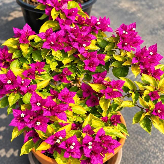 Golden Brezza Purple