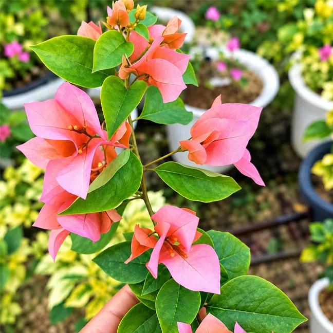 Suvarna Pink
