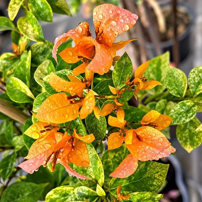 Hugh Evans Variegated