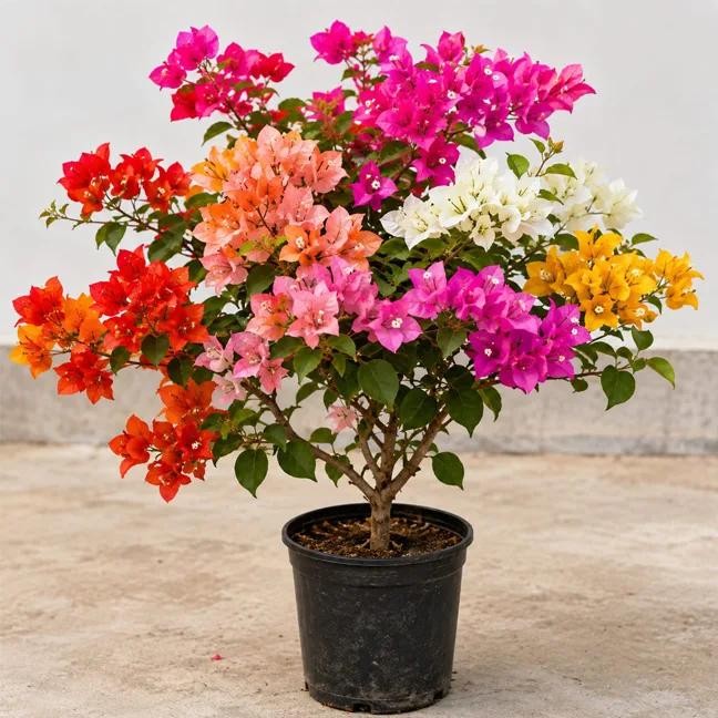 Multicolour Multigrafted 4/6 Colour